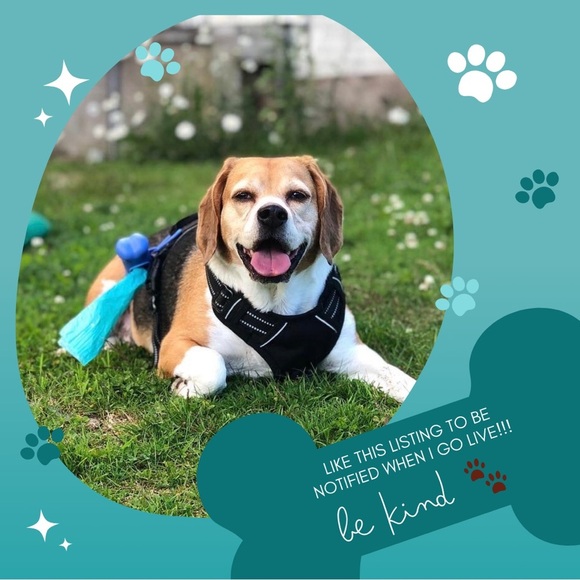 Like this listing to be notified when I go live! - Picture 1 of 5